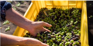 Ovu namirnicu zovu hranom Bogova: Ako se jede redovno donosi brojne benefite organizmu