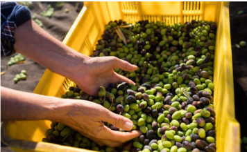 Ovu namirnicu zovu hranom Bogova: Ako se jede redovno donosi brojne benefite organizmu