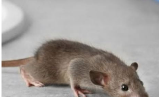 Miševi ne mogu da smisle miris jedne biljke: Ako je stavite u svoj dom više se nikad neće vraćati