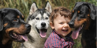 Veterinar objasnio da 5 rasa pasa nipošto ne treba držati blizu dece: Njima ne treba verovati