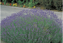 Lavanda traži posebnu njegu: Evo kada je morate presaditi i orezati da bi iduće godine obilno cvjetala