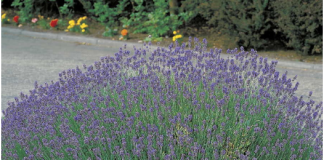 Lavanda traži posebnu njegu: Evo kada je morate presaditi i orezati da bi iduće godine obilno cvjetala