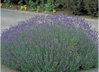 Lavanda traži posebnu njegu: Evo kada je morate presaditi i orezati da bi iduće godine obilno cvjetala