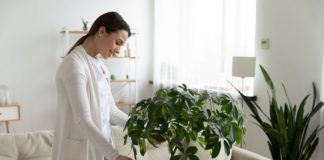 Ovo Je Najbolja Prirodna Prihrana Za Sobno Cveće: Bujaće Kao Ludo, A Da Niste Potrošili Ni Dinara