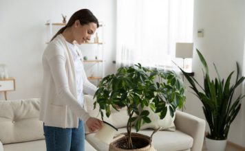 Ovo Je Najbolja Prirodna Prihrana Za Sobno Cveće: Bujaće Kao Ludo, A Da Niste Potrošili Ni Dinara