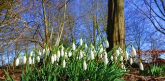 Šta znači kad visibabe procvjetaju prije kraja februara? Evo kakvo nas čeka proljeće