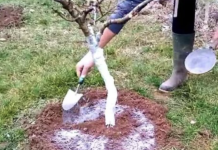 5 stvari koje morate učiniti prije nego voćke procvjetaju za rekordnu berbu..