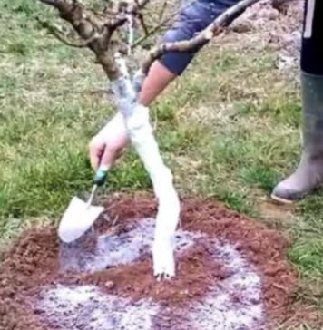 5 stvari koje morate učiniti prije nego voćke procvjetaju za rekordnu berbu..