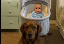 Svi su mislili da je pas opasan – dok nisam pogledao snimak iz dnevne sobe