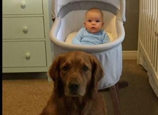 Svi su mislili da je pas opasan – dok nisam pogledao snimak iz dnevne sobe