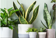 Ove sobne biljke ne vole vodu iz slavine, evo čime ih je bolje zalijevati