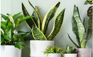 Ove sobne biljke ne vole vodu iz slavine, evo čime ih je bolje zalijevati