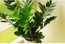 Zovu je biljkom sreće i obilja:Evo šta trebate uraditi sa zamijom kad joj listovi požute