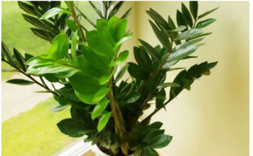 Zovu je biljkom sreće i obilja:Evo šta trebate uraditi sa zamijom kad joj listovi požute