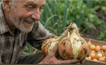Uradi ovo prije sadnje luka i imat ćeš OGROMNE lukovice!