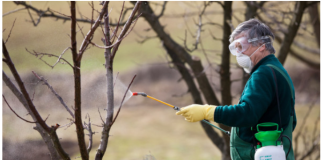 OVIM prskajte VOĆKE već u februaru: NIJEDNA gljivica ili ŠTETOČINA neće imati šanse!