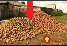 Krompir sadim svake godine prema ovom savjetu i urod je OGROMAN: Ko želi dvostruko veći prinos, neka pročita ovo!