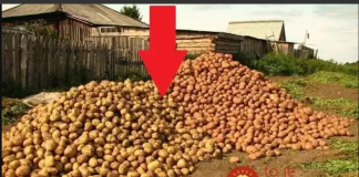 Krompir sadim svake godine prema ovom savjetu i urod je OGROMAN: Ko želi dvostruko veći prinos, neka pročita ovo!