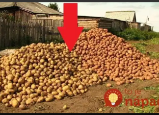 Krompir sadim svake godine prema ovom savjetu i urod je OGROMAN: Ko želi dvostruko veći prinos, neka pročita ovo!