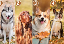 Izaberite psa koji vam se najviše dopada i saznajte šta vas izdvaja od drugih