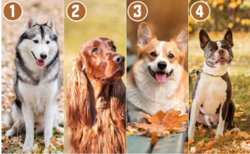 Izaberite psa koji vam se najviše dopada i saznajte šta vas izdvaja od drugih