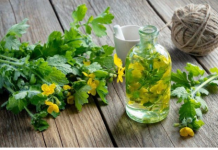 Lisne uši se plaše ovog korova kao vatre: Samo ga prelijte običnim uljem i otjerat će krpelje – blago za svakog vrtlara