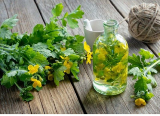 Lisne uši se plaše ovog korova kao vatre: Samo ga prelijte običnim uljem i otjerat će krpelje – blago za svakog vrtlara