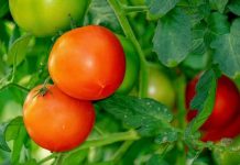 Paradajz posađen u plastične boce je novi hit: Uživajte u domaćim plodovima bez bašte i puno muke