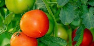 Paradajz posađen u plastične boce je novi hit: Uživajte u domaćim plodovima bez bašte i puno muke