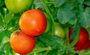 Paradajz posađen u plastične boce je novi hit: Uživajte u domaćim plodovima bez bašte i puno muke