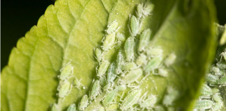 Uklonite lisne vaši iz vrta: Ovi jednostavni trikovi štite biljke od ozbiljne štete