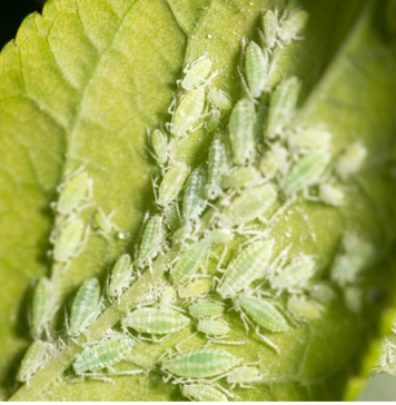 Uklonite lisne vaši iz vrta: Ovi jednostavni trikovi štite biljke od ozbiljne štete