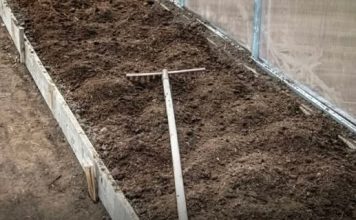 7 vrsta povrća koje se ne đubre nikad: Rastu samo od vode i sunca