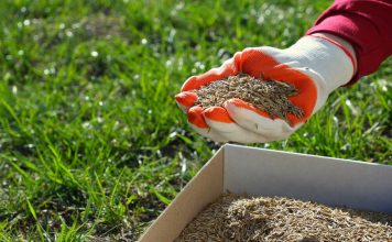 Gusta kao tepih, kad je zgazite miluje i bosa stopala: Saveti za sadnju i održavanje travnjaka da bude najlepši u ulici