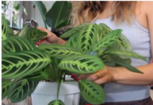 AKO I VI OVO RADITE SA SOBNIM BILJKAMA, ODMAH PRESTANITE: 5 grešaka koje skoro svi prave a “smrt” su za cveće u kući!