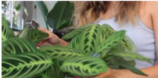 AKO I VI OVO RADITE SA SOBNIM BILJKAMA, ODMAH PRESTANITE: 5 grešaka koje skoro svi prave a “smrt” su za cveće u kući!