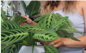 AKO I VI OVO RADITE SA SOBNIM BILJKAMA, ODMAH PRESTANITE: 5 grešaka koje skoro svi prave a “smrt” su za cveće u kući!