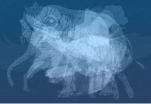 Životinja koju prvu vidite na slici otkrit će do gole kože vaš karakter: Jeste li spremni?