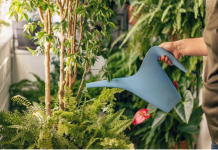 Najbolja domaća prihrana za biljke: Samo dva sastojka za bujno cvjetanje