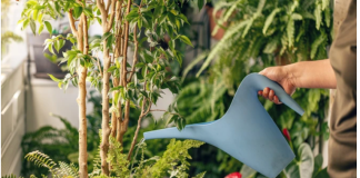 Najbolja domaća prihrana za biljke: Samo dva sastojka za bujno cvjetanje