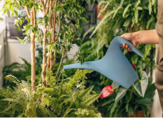 Najbolja domaća prihrana za biljke: Samo dva sastojka za bujno cvjetanje