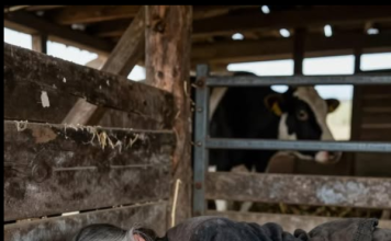 Mislila je da sam slomljena starica, dok se jedne noći nije sve okrenulo protiv nje