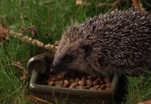 Ako vidite ježa u bašti, to nije slučajnost: Njegov dolazak ima važno značenje, evo i koje