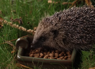 Ako vidite ježa u bašti, to nije slučajnost: Njegov dolazak ima važno značenje, evo i koje