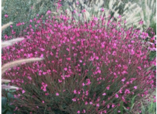 Ovaj cvet preživljava pakao od 40 stepeni i pretvara svako dvorište u raj FOTO