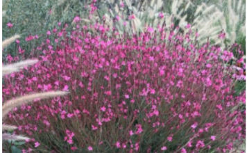 Ovaj cvet preživljava pakao od 40 stepeni i pretvara svako dvorište u raj FOTO