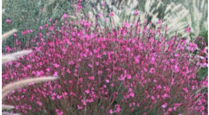 Ovaj cvet preživljava pakao od 40 stepeni i pretvara svako dvorište u raj FOTO