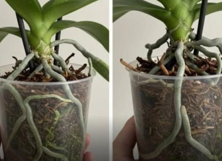 Samo voda nije dovoljna: Dodajte ovo u saksiju i orhideje će bujati kao lude…