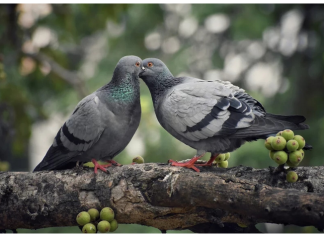 Golubovi ne podnose ovaj prizor: Prestat će se zadržavati na balkonu i prozorskoj dasci uz ovaj trik