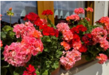 Muškatle će ludo bujati do kasne jeseni: Samo dodajte ovo u vodu za zalivanje